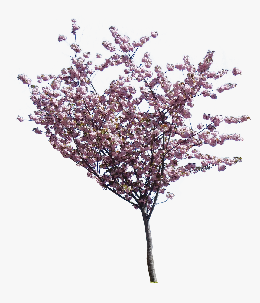 Cherry Tree Image Png - Png Blossom Tree For Photoshop, Transparent Png, Free Download