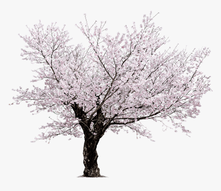 Cherry Blossom Tree Transparent Background, HD Png Download, Free Download