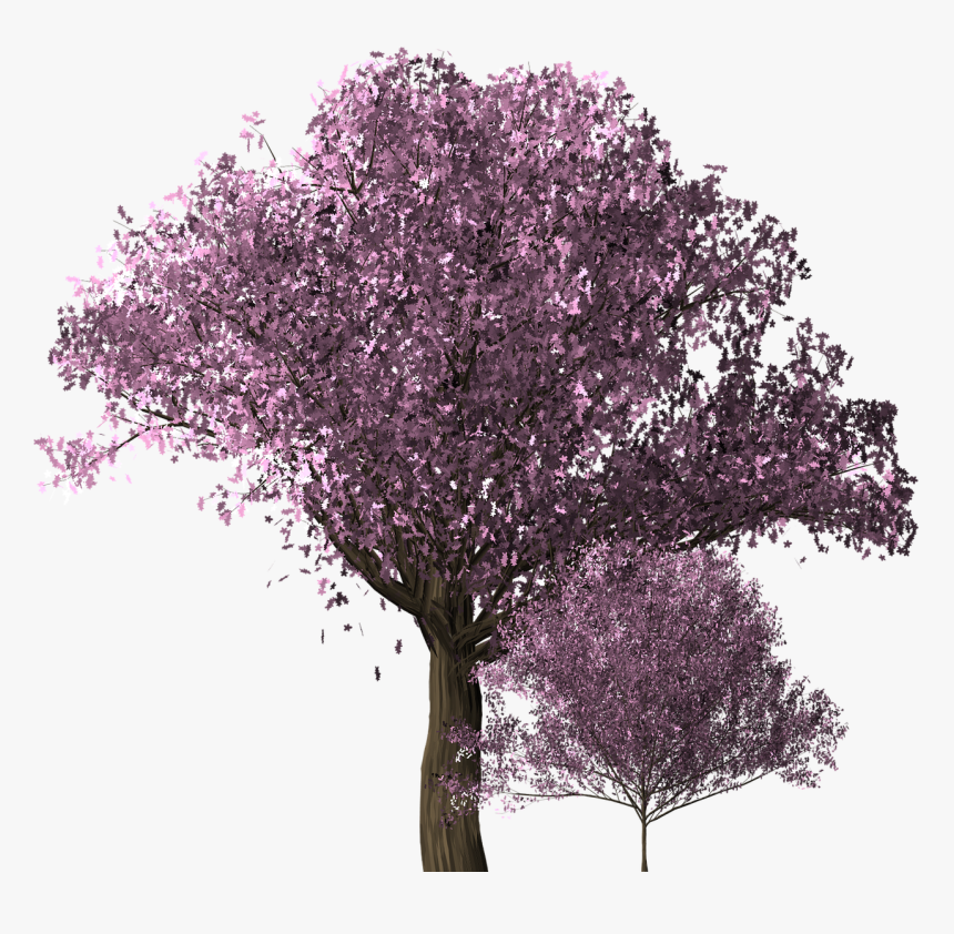 Transparent Cherry Blossoms Png Tree, Png Download, Free Download