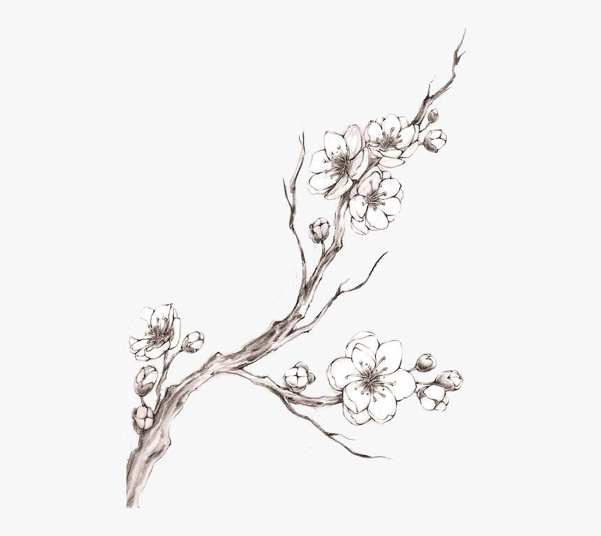 Cherry Blossoms Png - Cherry Blossom Tattoo B&w, Transparent Png, Free Download