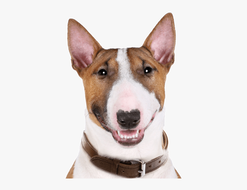 Bull deals terrier png
