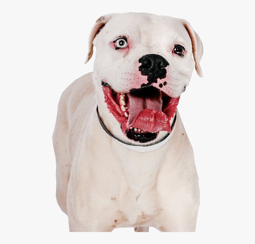 Pit Bull Terrier Png Image - Transparent Pit Bull, Png Download, Free Download