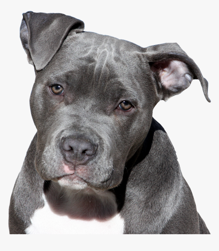 Rebranding Pit Bulls - Dogs Pitbull, HD Png Download, Free Download