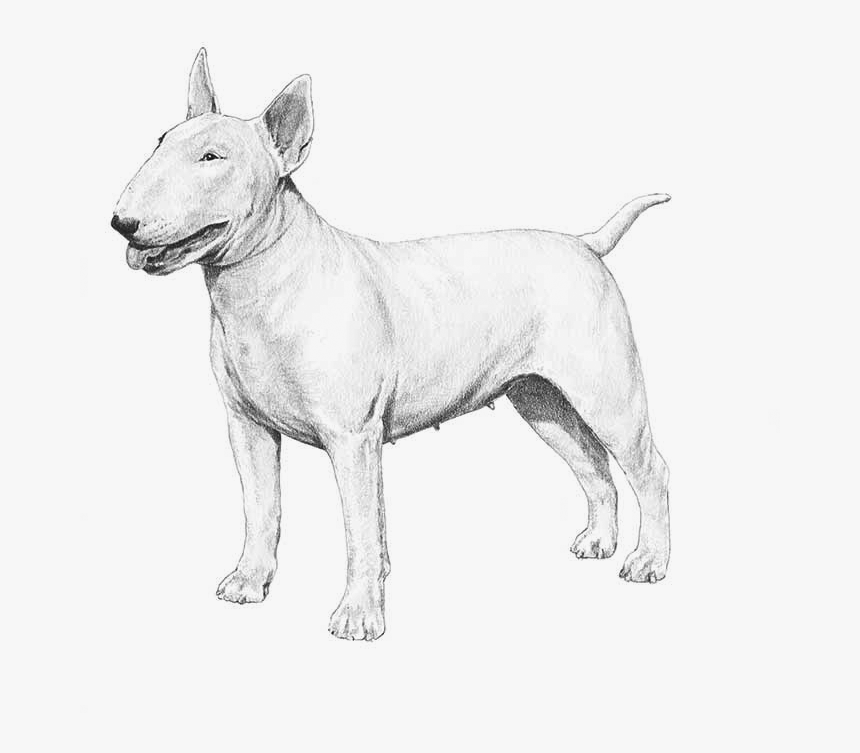 American Pit Bull Terrier - Bull Terrier, HD Png Download, Free Download