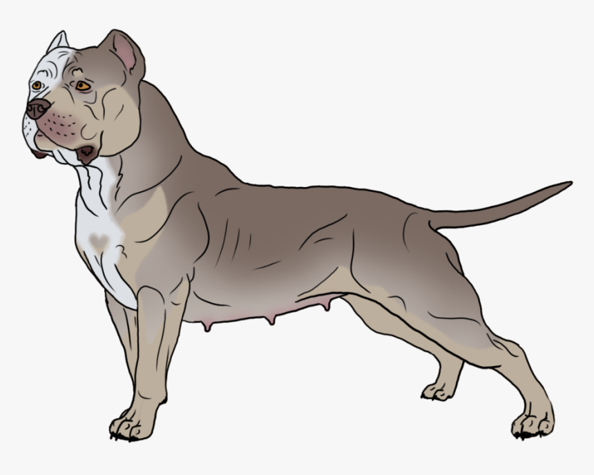 Breed,canidae,american Pit Bull Staffordshire Terrier,bull - Bull Terrier Pitbull Png, Transparent Png, Free Download