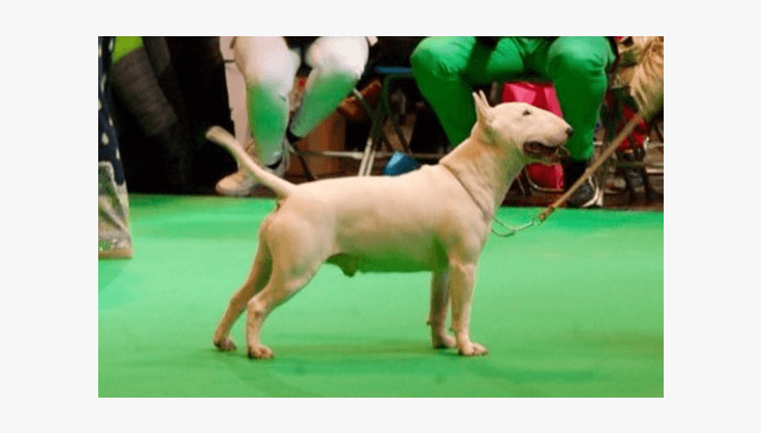 Vandret4 - Bull Terrier (miniature), HD Png Download, Free Download