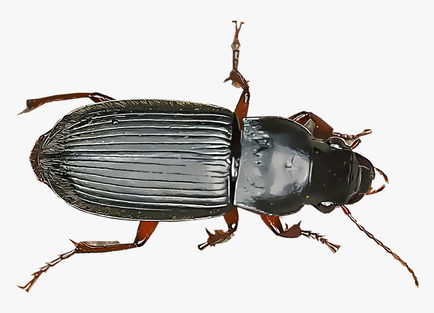 Ground Beetle Png - Beetle Identification Chart, Transparent Png, Free Download