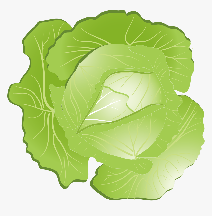 Red Cabbage Kohlrabi Clip Art - Cabbage Clipart Png, Transparent Png, Free Download