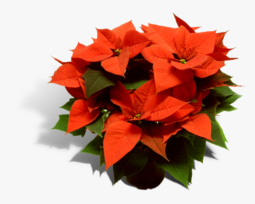 Poinsettia 17cm Pot Productfoto Shadow - Poinsettia, HD Png Download, Free Download