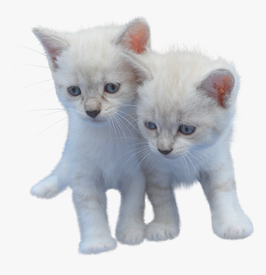 Cat, Isolated, Cut Out, Kitten, White, Pet, Animal - Cut Cat, HD Png Download, Free Download