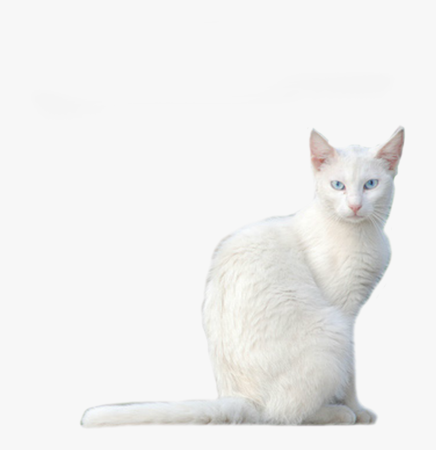 White Cat Png - Khao Manee, Transparent Png, Free Download