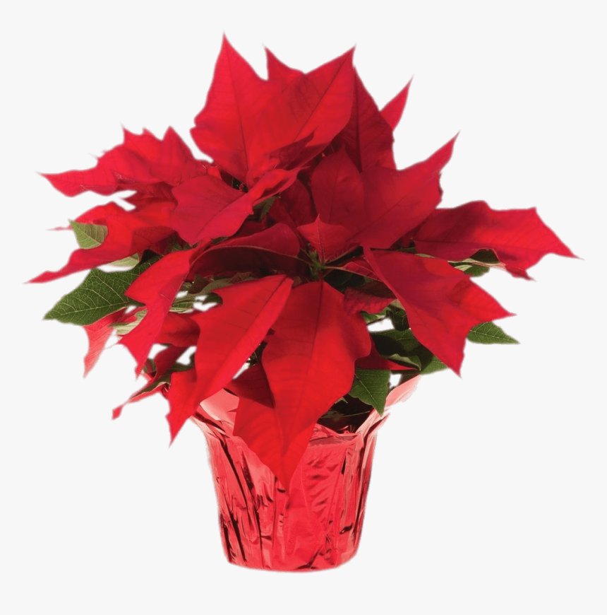 Pot Of Poinsettias - Poinsettias Png, Transparent Png, Free Download