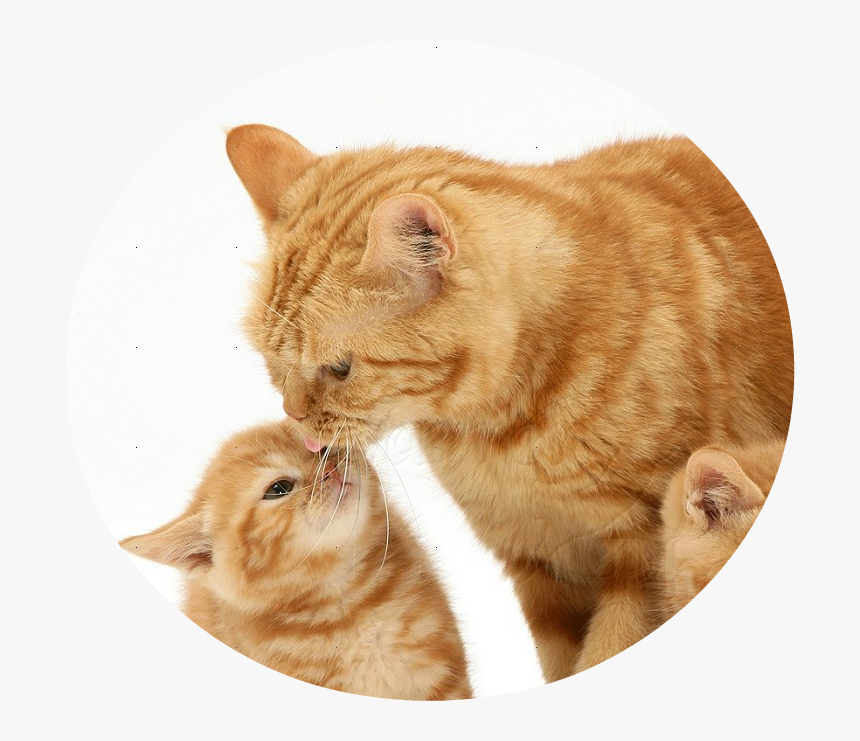 Ginger Cat Png - Mother Ginger Cat, Transparent Png, Free Download