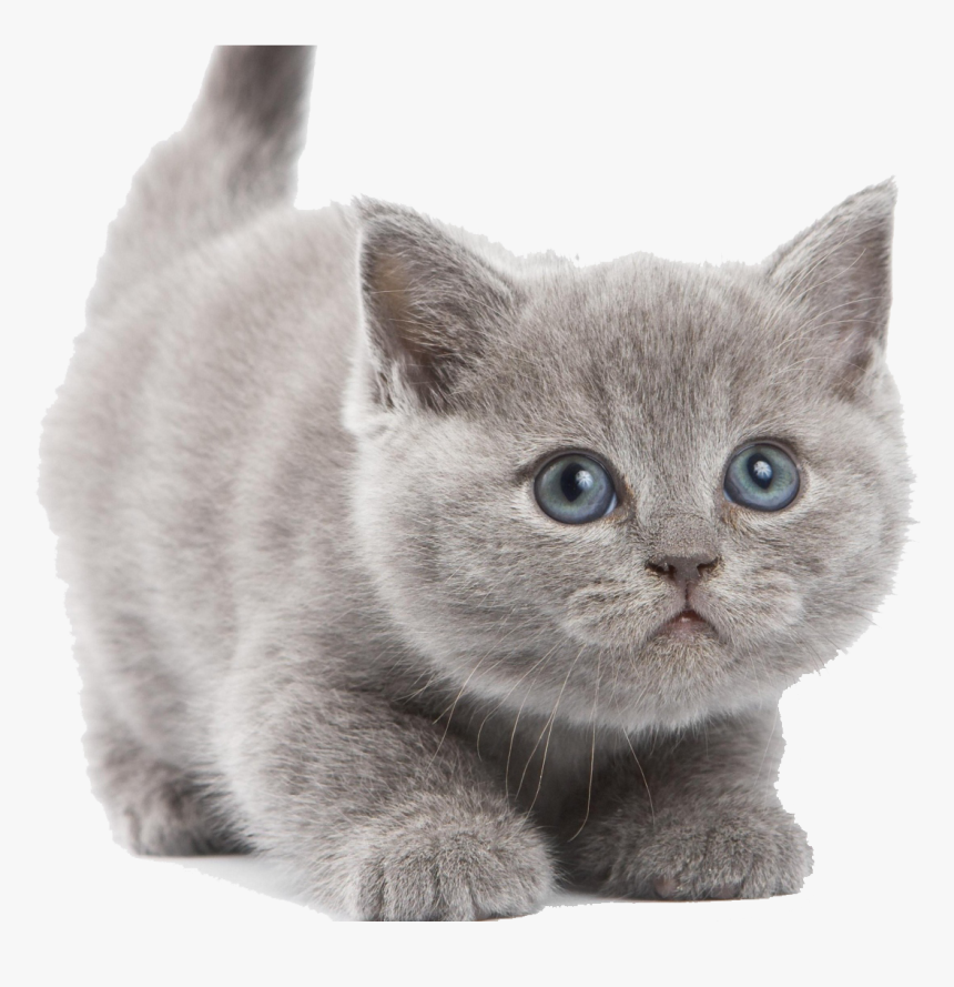 Free Png Download Cute Kittens Free Pictures Png Images - Kitten With White Background, Transparent Png, Free Download