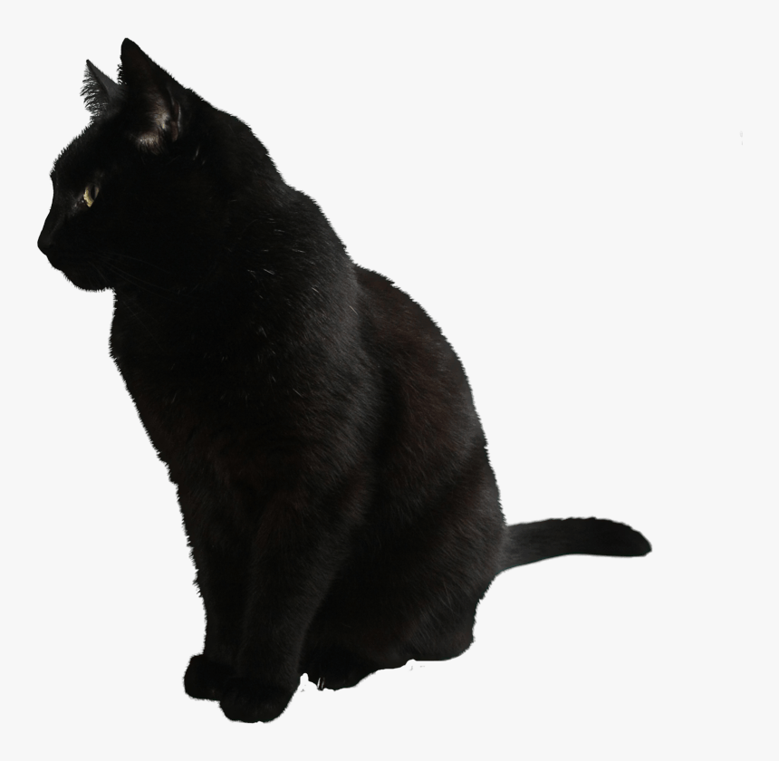 Cat Png Image Download Picture Kitten - Black Cat Transparent Background, Png Download, Free Download