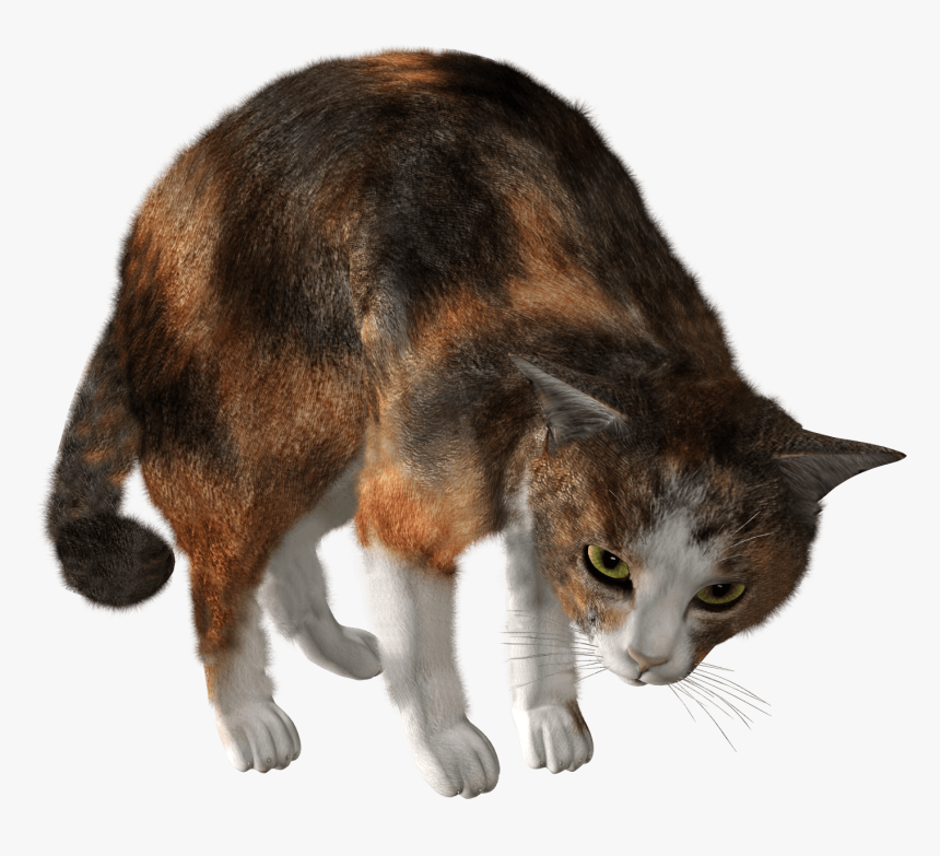 44 Cat Png Image Download Picture Kitten Clipart Image - Кот Пнг, Transparent Png, Free Download