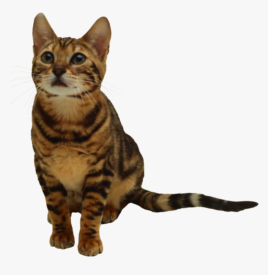 Download Kitten Transparent Png - Brown N Black Cat, Png Download, Free Download