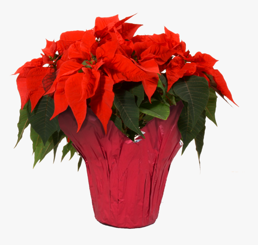 Poinsettia Transparent Red - Transparent Poinsettia, HD Png Download, Free Download