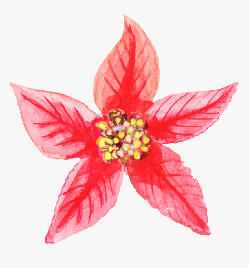Transparent Christmas Star Png Transparent Background - Poinsettia, Png Download, Free Download