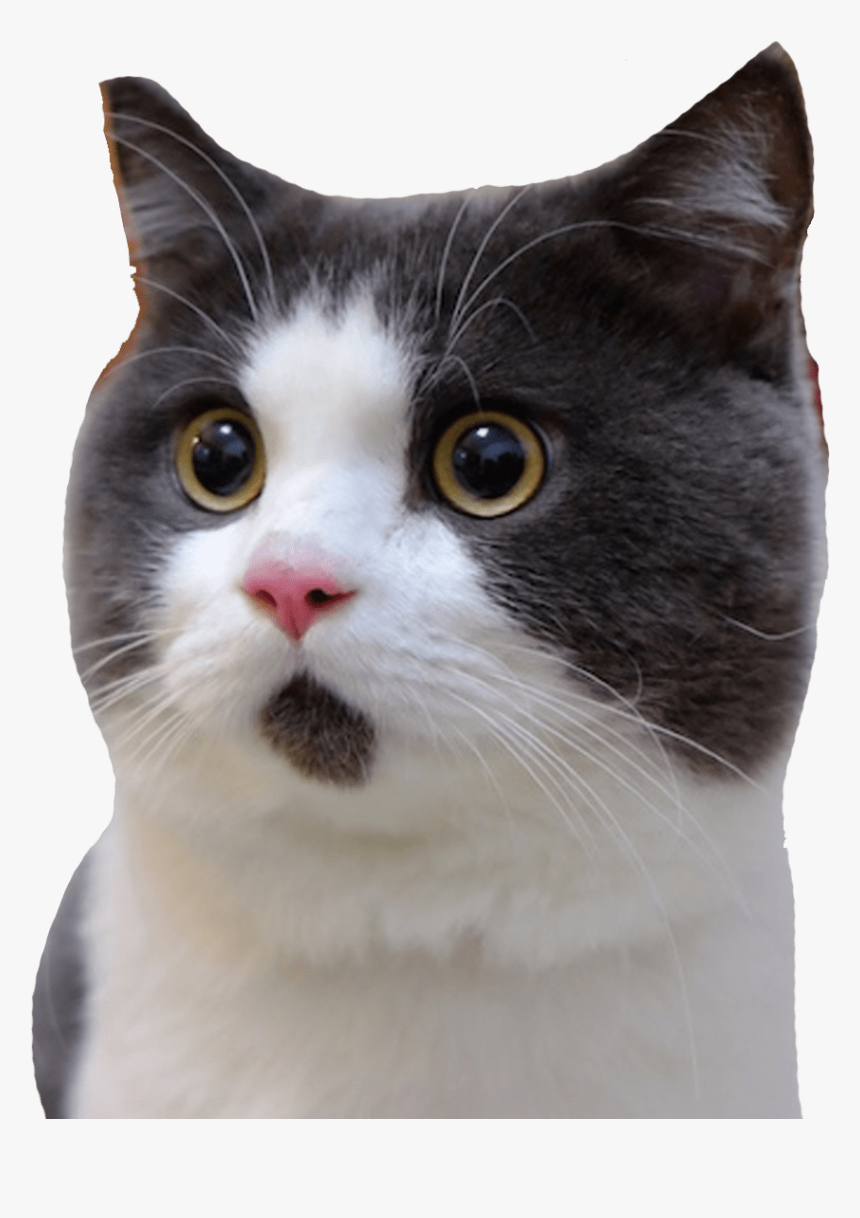 Cat,small To Medium Sized Wirehair,domestic Short Haired - Cute Shocked Cat, HD Png Download, Free Download