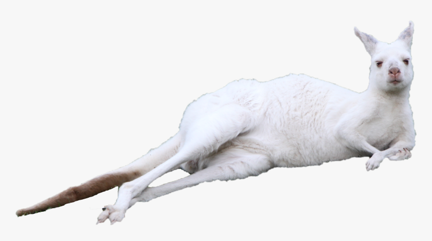 Kitten Kangaroo Cuteness - Kangaroo Lying Down Png, Transparent Png, Free Download