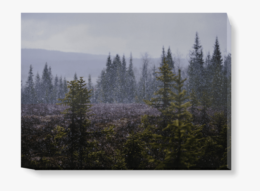 Spruce-fir Forest, HD Png Download, Free Download