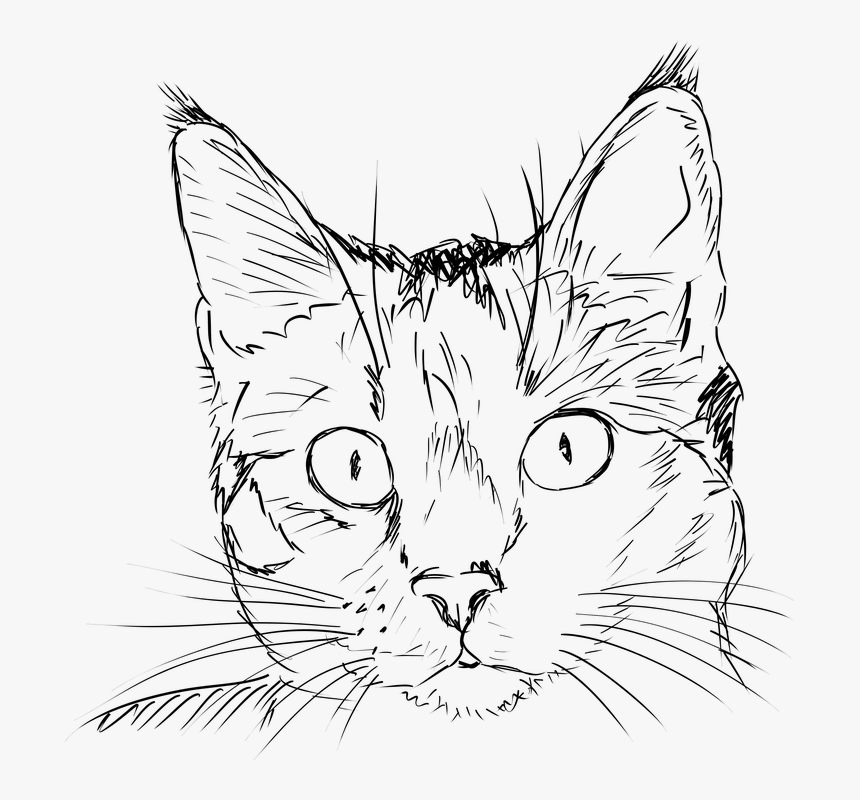 Cat, Kitten, Drawing, Black And White, Portrait, Feline - Cat Face Clipart Black And White, HD Png Download, Free Download