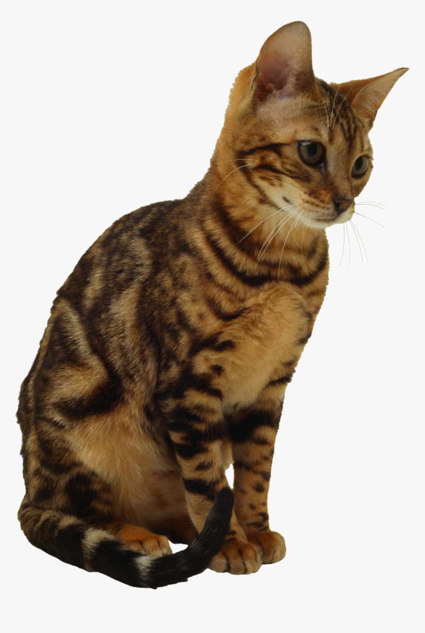 Kitten Png Image, Free Download Picture - Brown Cat Transparent Background, Png Download, Free Download