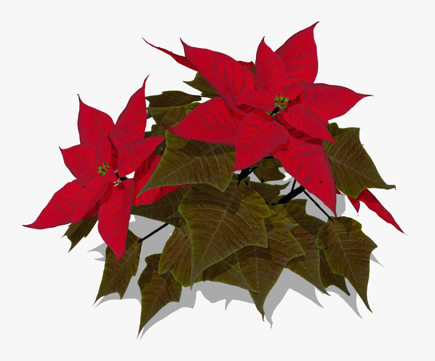 Poinsettia Transparent - Maple Leaf, HD Png Download, Free Download
