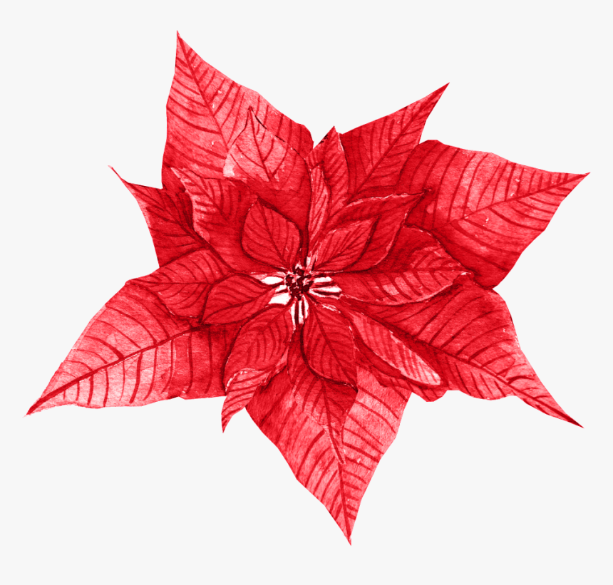 Red Leaves Free Texture Png - Poinsettia, Transparent Png, Free Download