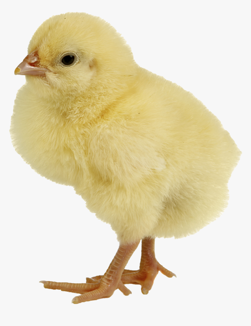 Chicken Png, Transparent Png, Free Download