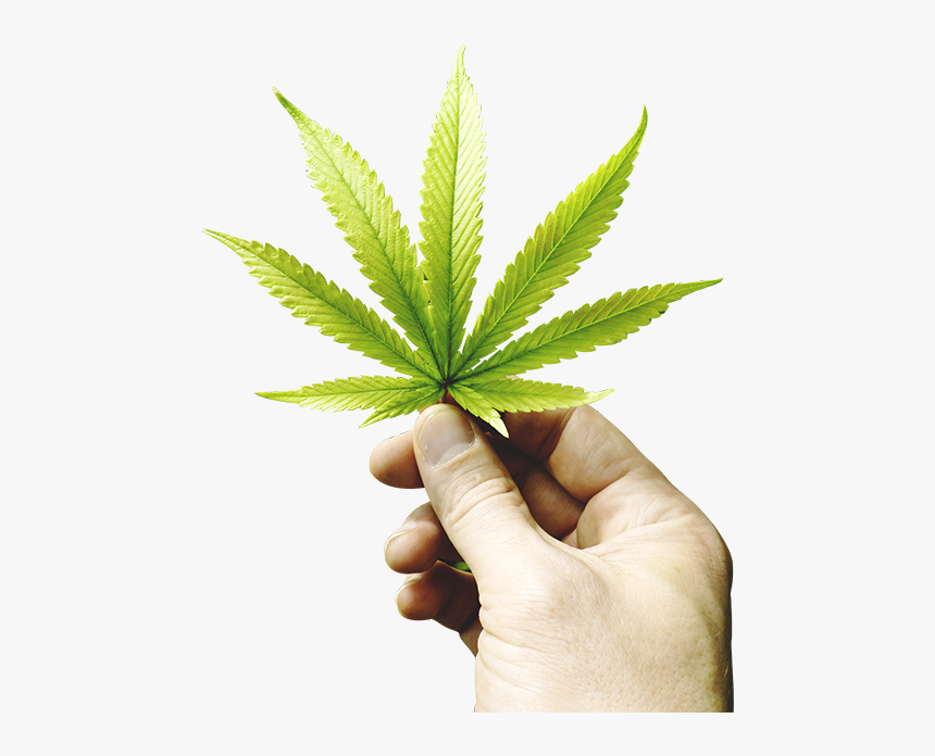 Real Weed Leaf Png - Hands Holding A Marijuana Leaf, Transparent Png, Free Download