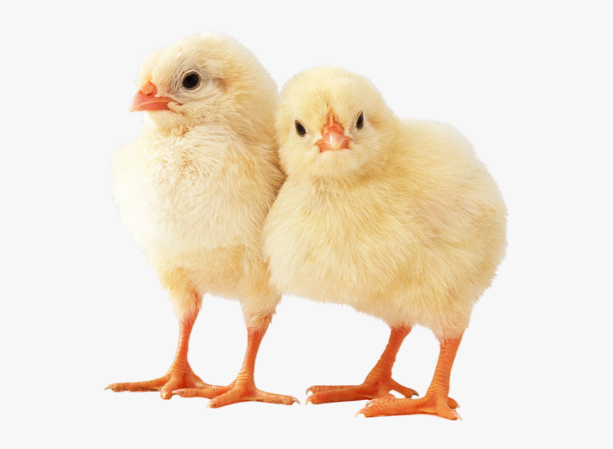 Poussins Png - Chicken Animal, Transparent Png, Free Download