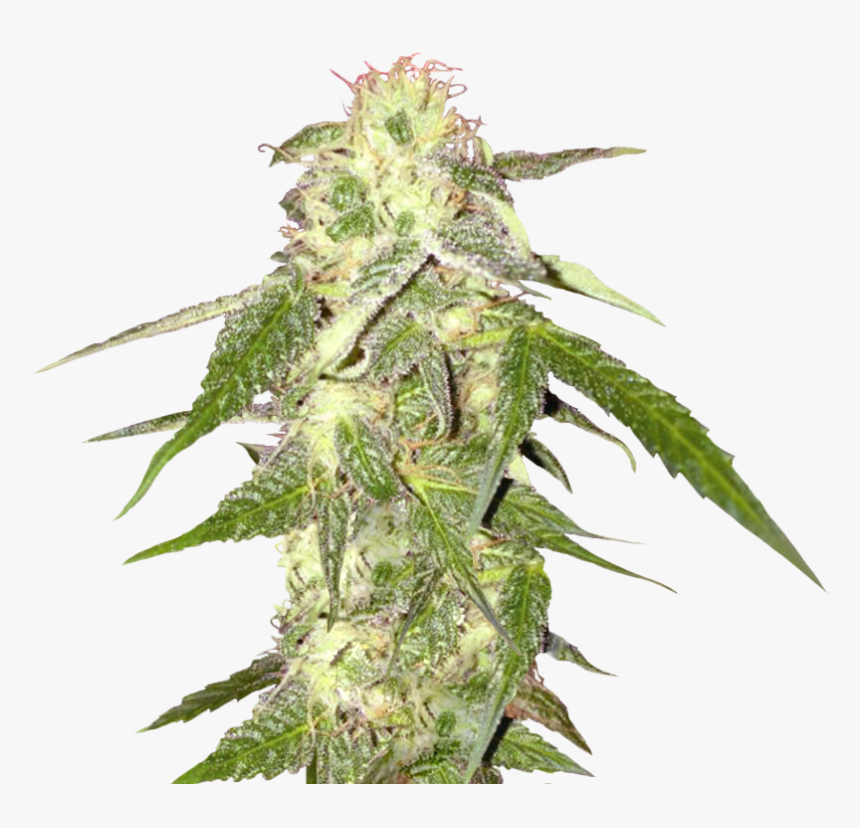 Bud - Transparent Background Weed Png, Png Download, Free Download