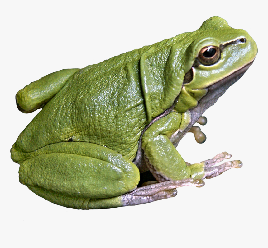 Download Frog Png Images - Frog Png, Transparent Png, Free Download