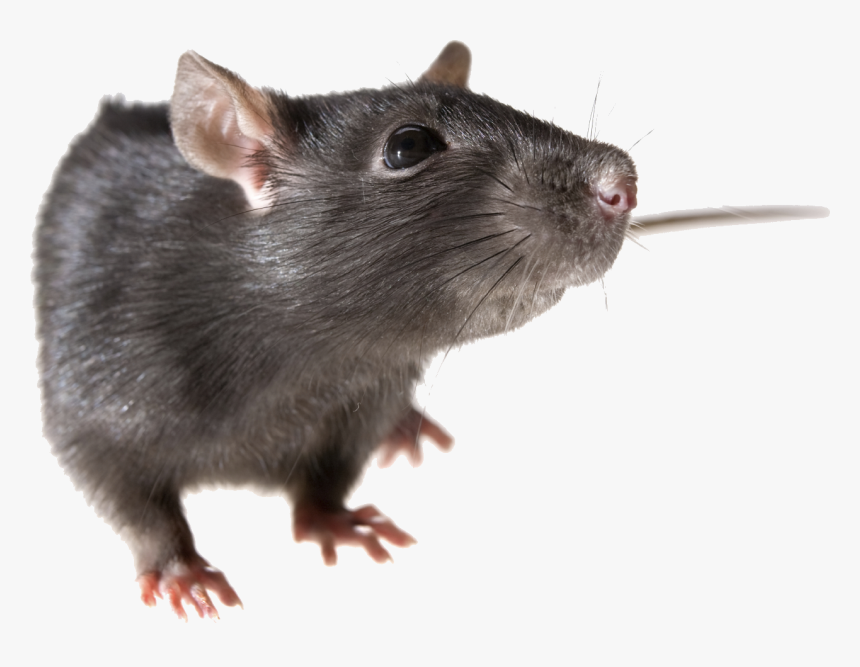 Transparent Gerbil Clipart - Transparent Background Rat Png, Png Download, Free Download