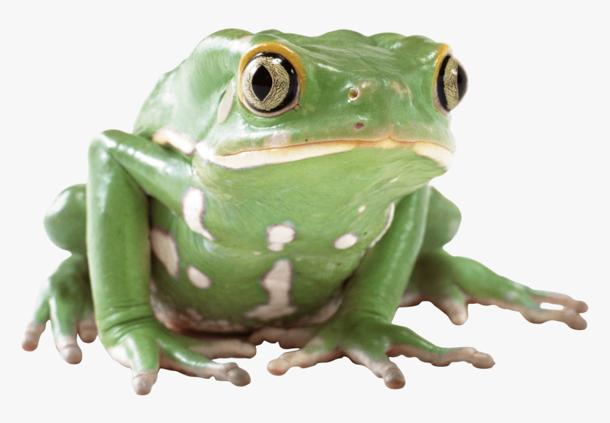 Green Frog Transparent Png - Transparent Frog Png, Png Download, Free Download