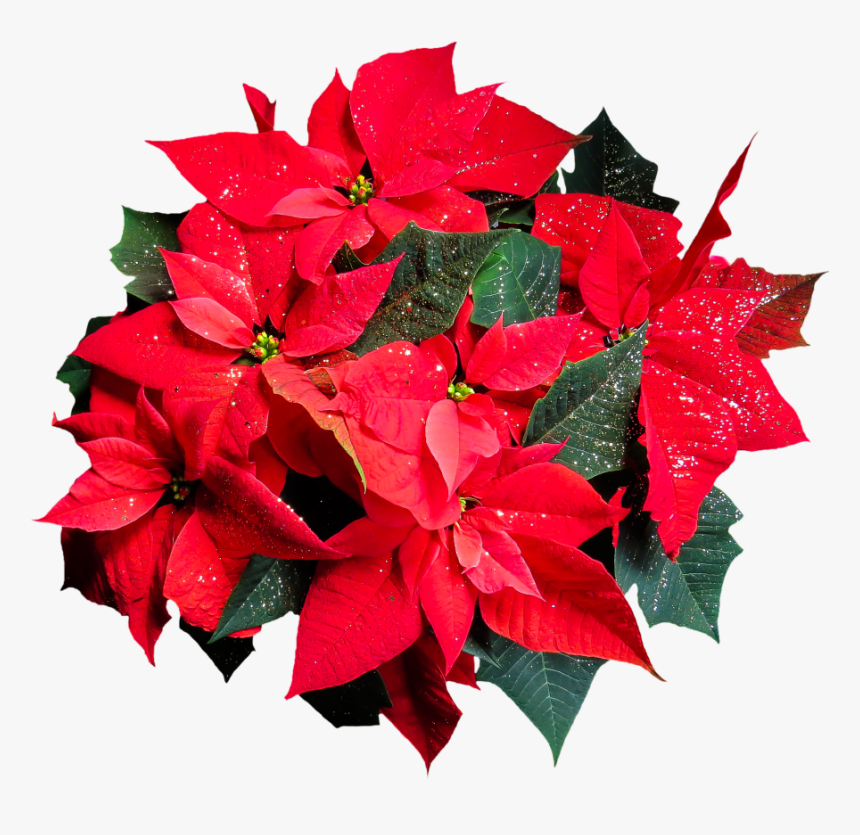 Flower, Poinsettia, Plant, Blossom, Bloom, Christmas - Flower Top View Png, Transparent Png, Free Download