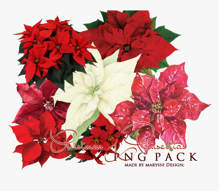 Poinsettia Transparent Images - Poinsettias Christmas Tree Png, Png Download, Free Download