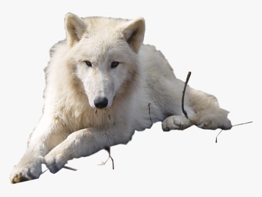 Transparent Arctic Wolf Clipart - Arctic Wolf No Background, HD Png Download, Free Download