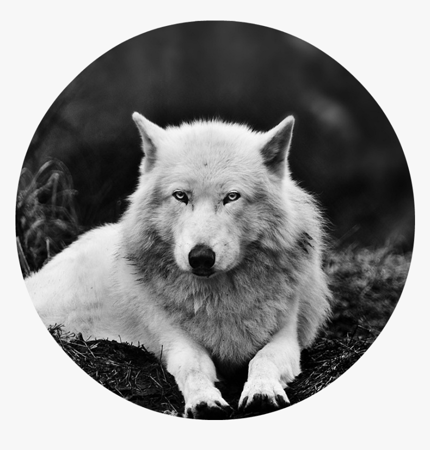 Transparent White Wolf Png - Pc Black And White Wolf, Png Download, Free Download