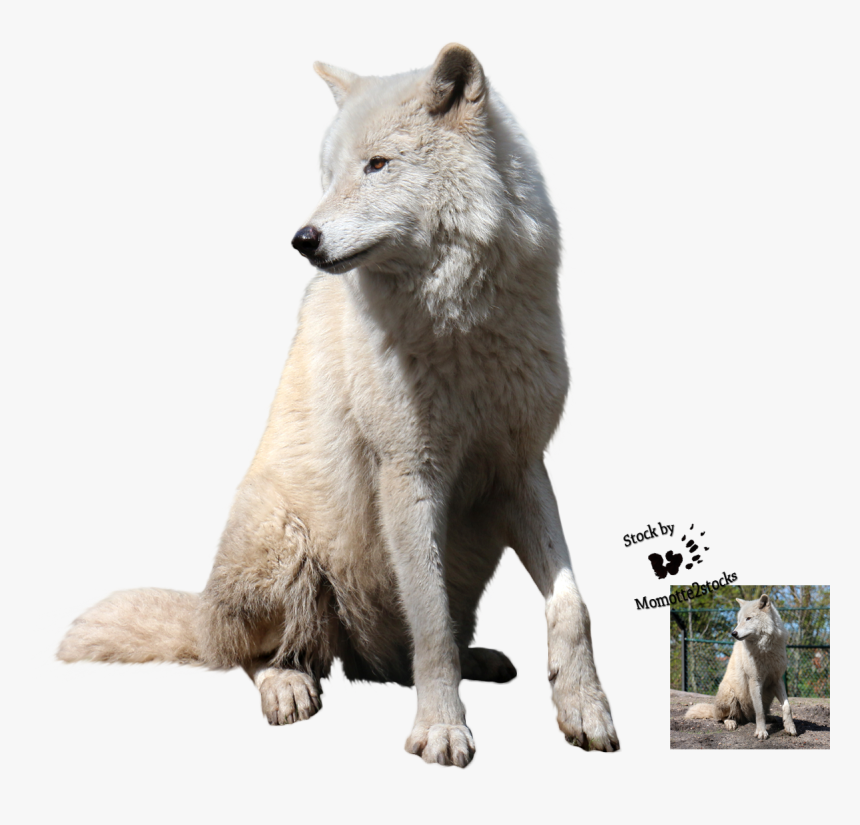 Transparent White Wolf Png, Png Download, Free Download