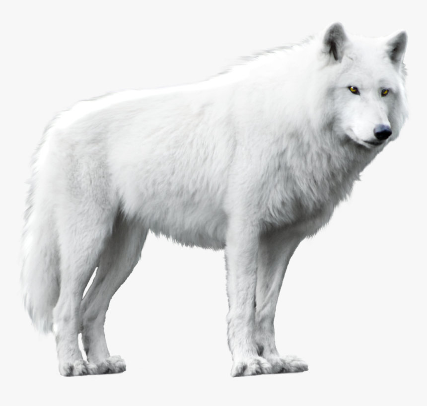 White Wolf White Background, HD Png Download, Free Download