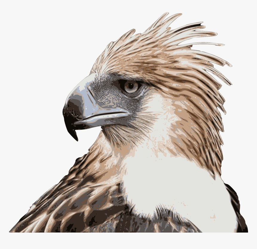 Philippine Eagle High Resolution, HD Png Download, Free Download