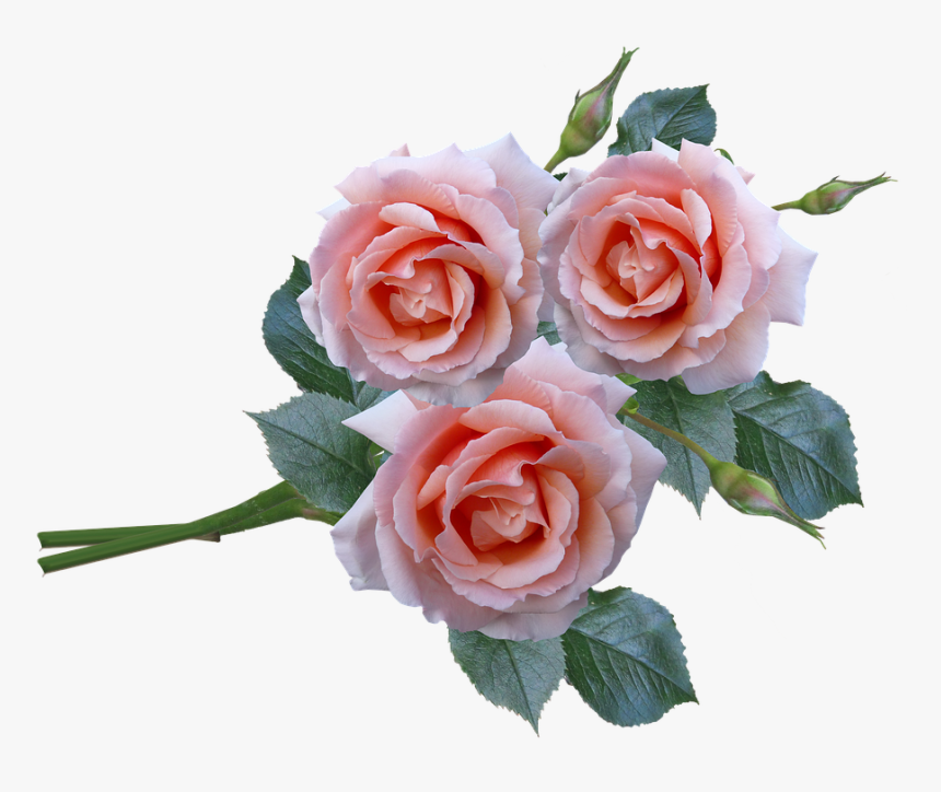 Roses, Bunch, Stem, Flowers, Garden - Setangkai Bunga Mawar Png, Transparent Png, Free Download