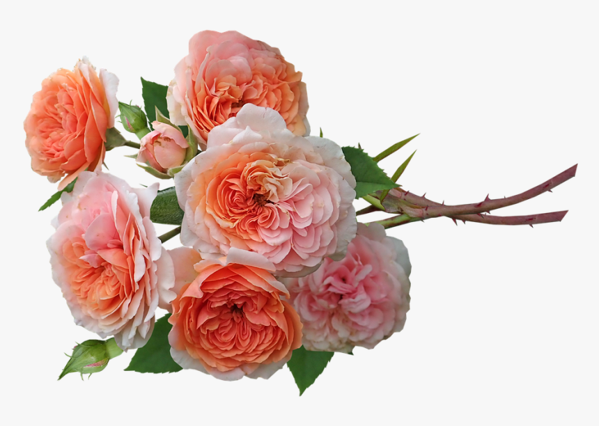 Roses, Flowers, Fragrant, Bunch, Garden, Nature - Hybrid Tea Rose, HD Png Download, Free Download