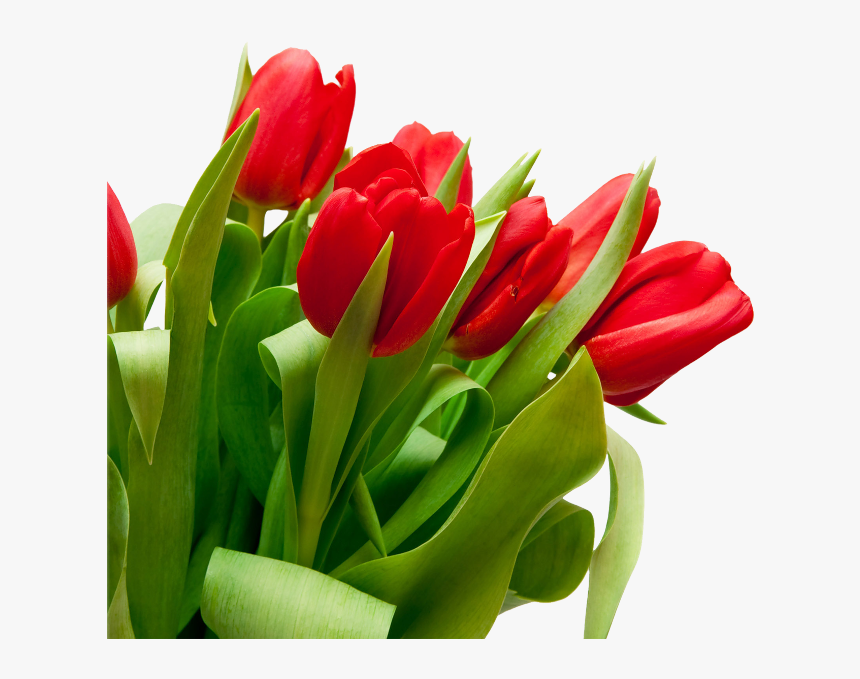 Bouquet Flowers Png - Tulip Flowers White Background, Transparent Png, Free Download
