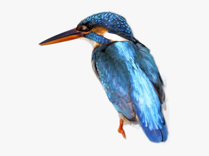 Water Bird, HD Png Download, Free Download