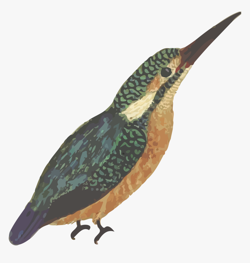 Kingfisher Png, Transparent Png, Free Download