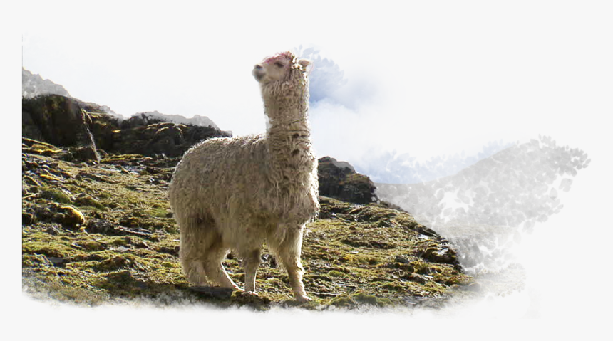 Alpaca Png, Transparent Png, Free Download